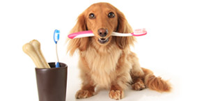 dog teeth cleaning Arizona